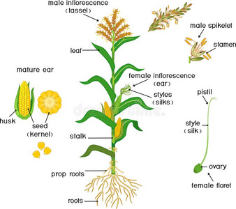 玉米的结构图解手绘图片