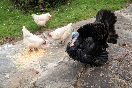 德克萨斯州火鸡吃图片