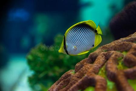 关-在上面水母,水母采用鱼油箱和氖光.果冻照片