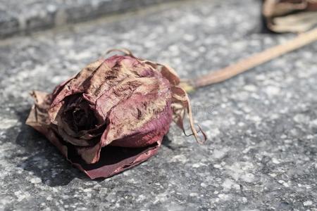 朝生暮死烧焦玫瑰照片