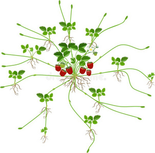 草莓的茎和叶的图片图片