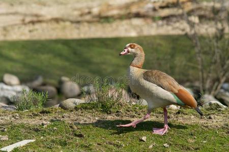 鸭子步态向草向阳光照片