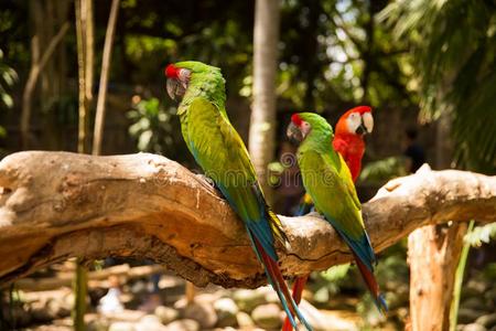 红色的和绿色的金刚鹦鹉鹦鹉向动物园树枝照片