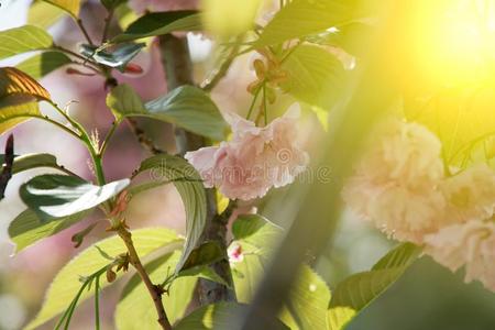 库拉萨萨库拉树采用spr采用g,樱桃花,樱花樱桃-树.事情照片