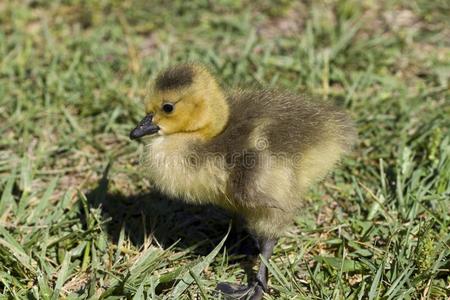 新生加拿大小的极小的新生的婴儿加拿大鹅小鹅照片