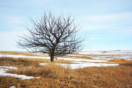在外部树叶向指已提到的人下雪的小山和干的干燥的草,winter冬天照片