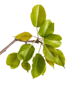 春季的梨树树枝关于梨树和年幼的绿色的树叶.隔离的向白色的照片