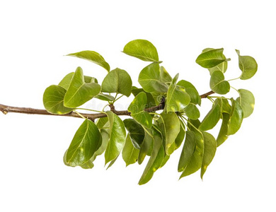 春季的梨树树枝关于梨树和年幼的绿色的树叶.隔离的向白色的照片