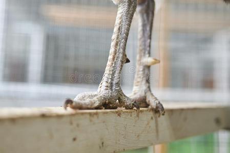 孔雀爪子向一木制的crossb一r照片