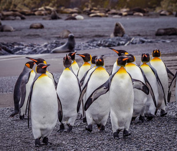 国王的田园诗兽群关于国王企鹅走下海滩被环绕着的在旁边毛皮海豹照片