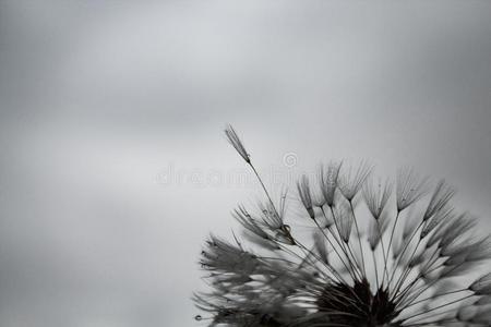 莫雷什微妙的蒲公英和雨小滴;黑暗的一天,灰色的天,哞照片