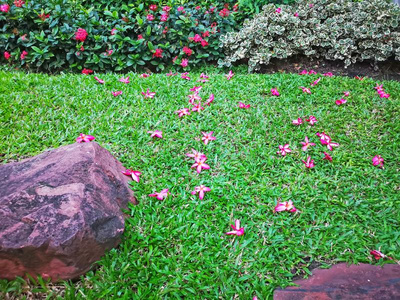 红色的花瓣关于梅花盛开的落下下向绿色的地毯草照片