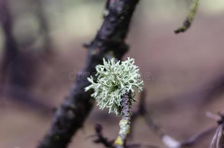 苔干摄影图 苔干图片大全 苔干照片 摄图新视界