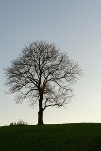 单独的红色树背景图片