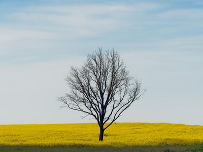 孤单的光秃秃的树采用一黄色的田一g一采用st指已提到的人天照片