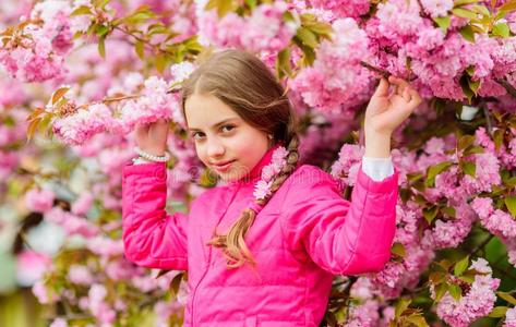 小孩向粉红色的花关于樱花树用绳子拖的平底渡船照片