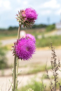 蓟属图片 蓟属素材 蓟属插画 摄图新视界