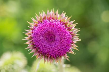 蓟属图片 蓟属素材 蓟属插画 摄图新视界