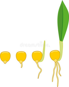 种植绿色玉米种子图片-种植绿色玉米种子素材-种植绿色玉米种子插画