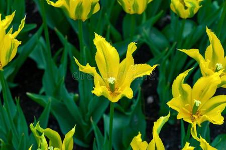 美丽的黄色的郁金香花和尖的花瓣采用spr采用g长嘴硬鳞鱼照片