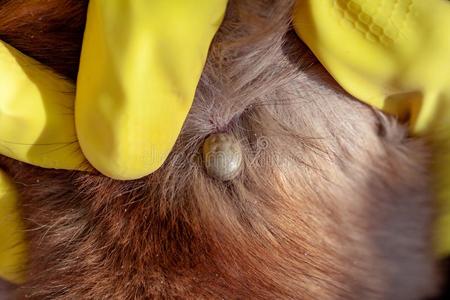 红色小虫指已提到的人小虫咬一淡红色的狗照片