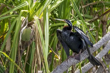 美丽的澳大拉西亚人投掷者鸟和木菠萝植物采用卡卡杜照片