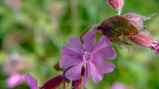 野生的草地紫色的樱草属的植物siboldii花照片