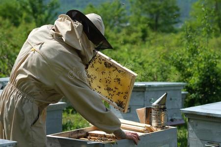 检查蜂箱养蜂图片-检查蜂箱养蜂素材-检查蜂箱养蜂插画-摄图新视界