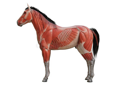 肌肉帅哥马眼图片-肌肉帅哥马眼素材-肌肉帅哥马眼插画-摄图新视界