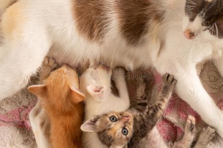 三thaiairwaysinternational泰航国际小猫吃奶照片