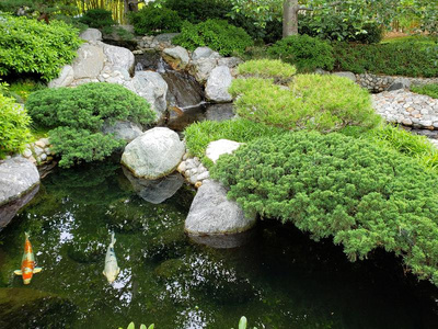 锦鲤池塘设计采用日本人友情花园巴拿马的银币公园sandwic三明治照片