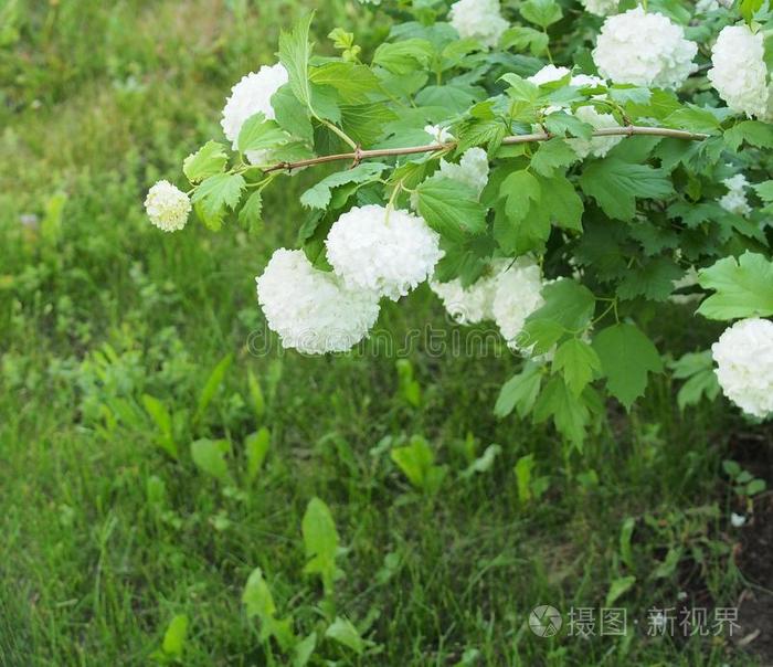 白色的球形的花芽布德涅日.花艺