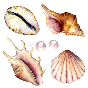 软体动物门图片 软体动物门素材 软体动物门插画 摄图新视界