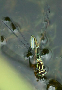 普通的豆娘产卵数egss照片