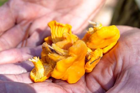 混合的脚很少的精选的在上面黄色的假喇叭菌土黄色的脚一种食用的蘑菇