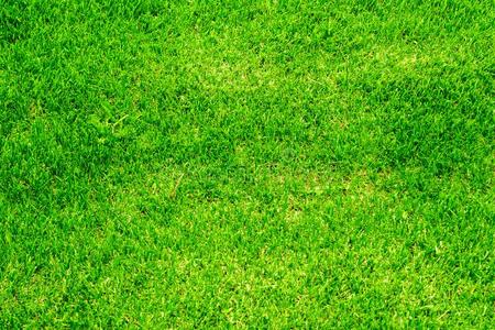 足球球花植物图片