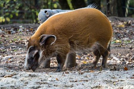红色的河猪,波塔莫乔鲁斯豪斯,也大家知道的同样地指已提到的人灌木猪