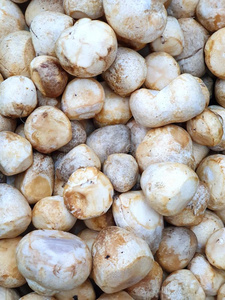 顶看法关于新鲜的稻草蘑菇或小包脚菇属草菇类同样地一b一照片