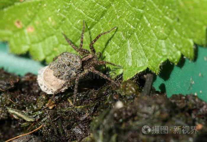 一壮丽的狼蜘蛛 豹蛛属 运送的它的婴儿向它的英语字母表的第2个字母照片 正版商用图片34zsmu 摄图新视界