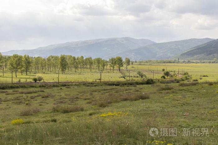 美丽的风景,绿色的树和田和黄色的花,