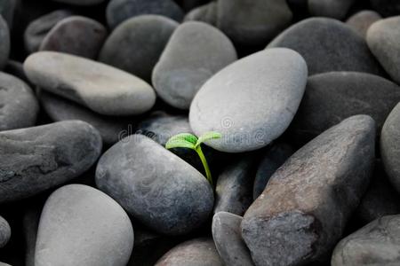 石头发芽图片-石头发芽素材-石头发芽插画-摄图新视界