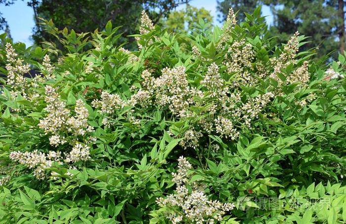 花关于宗教的竹子或南天竹家庭主妇照片 正版商用图片351q7v 摄图新视界 花关于宗教的竹子或南天竹家庭主妇照片 正版商用图片351q7v 摄图新视界