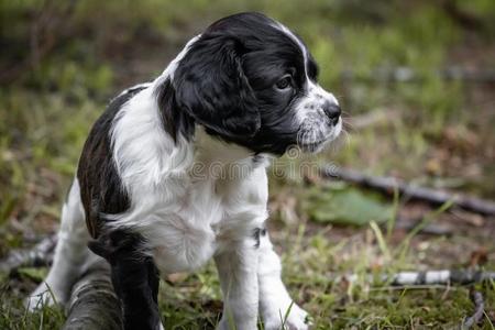 布列塔尼的狗图片