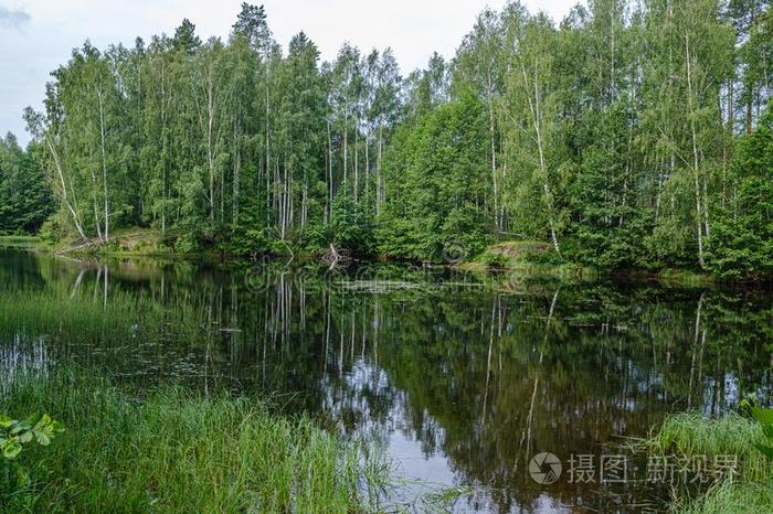 镇定的夏一天傍晚在旁边指已提到的人森林湖采用森林