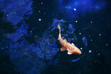 红色的鱼和水图片