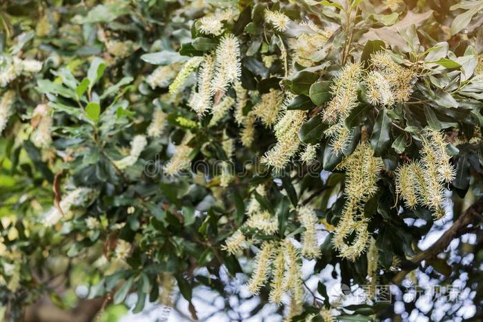 澳大利亚坚果花花向树