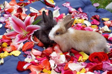 兔子向玫瑰花瓣照片