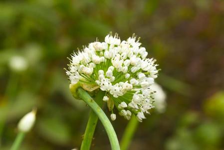 茴香花白色的颜色植物美好照片