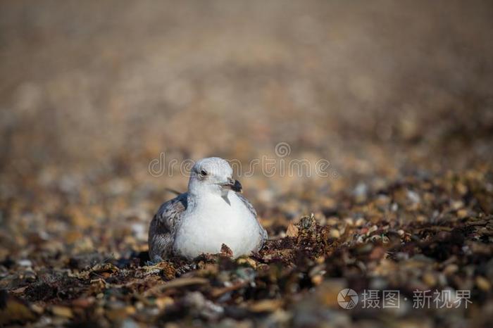 海鸥一次向指已提到的人海鹅卵石Ñ自然.