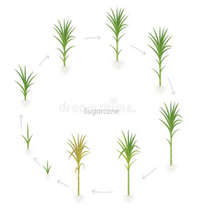 关于农作物圆形的农作物台关于甘蔗.圆形的生长的食糖手杖计划照片